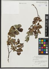 Foto von Salix rhaetica Andersson